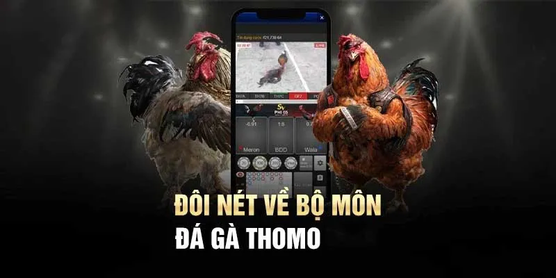 Khám phá thông tin sơ lược về đá gà Thomo